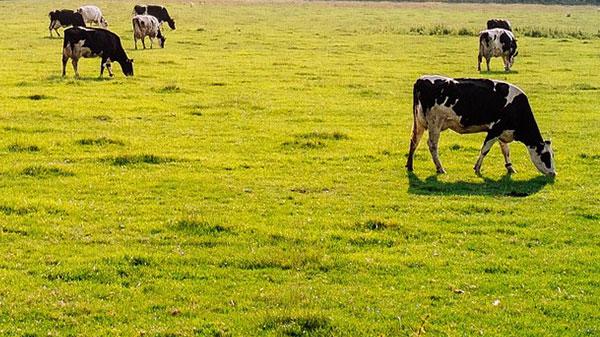 Dino Selenium - Selen über Boden und Pflanze direkt ins Tier - kostengünstig Selen Herde