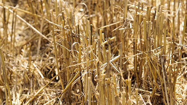 Herbstdüngung und Ertragssteigerung mit Granukal S